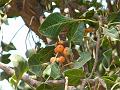Krishna Fig