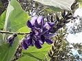 Kudzu Vine