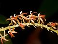 Lacerated Liparis