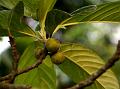Lampung Fig