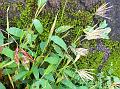 Lanceleaf Carpetgrass