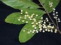 Lanceleaf Marble Tree