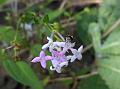 Lanceleaf Starviolet