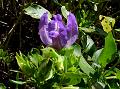 Large Flowered Calacanthus