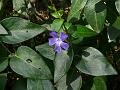Large Leaf Periwinkle