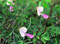 Large Tephrosia