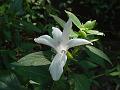 Large White Bush-Violet