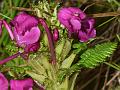 Large-Flower Lousewort