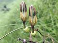 Large-Flowered Ceropegia