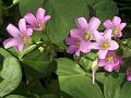 Large-Flowered Pink Sorrel