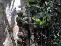 Large-Fruit Climbing Fig