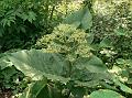 Large-Leaf Leea