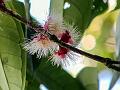 Large-Leaf Waterberry