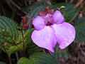 Large-Sepal Sticky Balsam