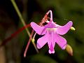 Leafless-Stem Balsam