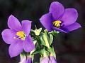 Leafy Persian Violet