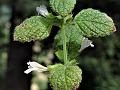 Lemon Balm