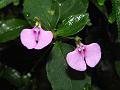 Lesser Balsam