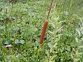 Lesser Indian Reedmace
