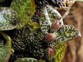 Lichen Porpax