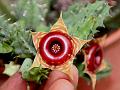 Lifesaver Cactus