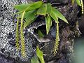 Limey Oberonia