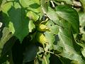 Linden-Leaf Hazel