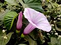 Linden-Leaf Morning Glory
