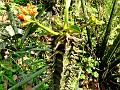 Little Palm Cactus