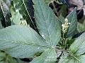 Lobed Croton