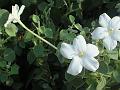 Long-Flower Bush-Violet