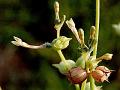 Long-Flower Trembletop