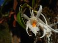 Long-Horned Dendrobium