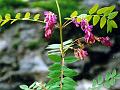 Long-Keel Sweetvetch