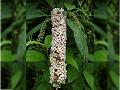 Long-Spike Butterfly Bush