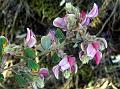 Long-Tailed Pea-Shrub