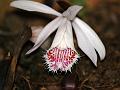 Low Growing Pleione