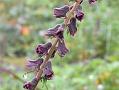Lurid Himalayan Monkshood