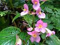 Lushai Begonia