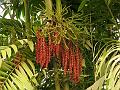 MacArthur Palm