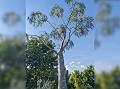 Madagascar Bottle Tree