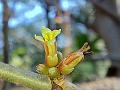 Madagascar Corkwood