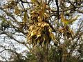 Mahua