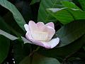 Majestic Heaven Lotus