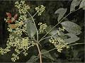 Malabar Bladdernut