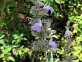 Malabar Catmint