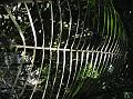 Malabar Sago Palm