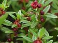 Malampurha Rotala
