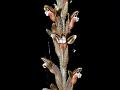 Malay Red-Lip Orchid