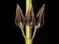 Malwan Ceropegia